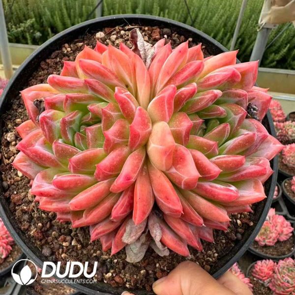 Echeveria Hongluan Double Heads - Image 1