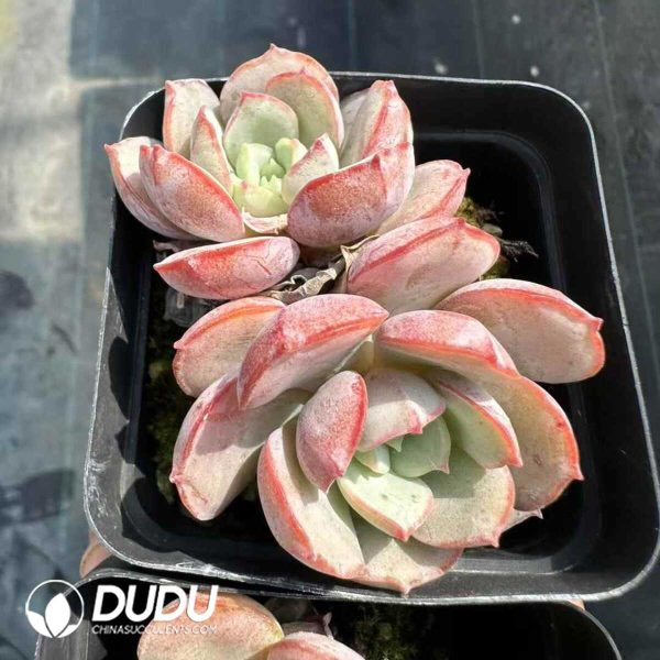 Echeveria sbucorymbosa lau 028 Double Head - Image 1
