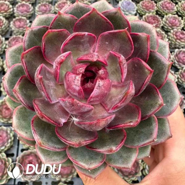 Echeveria Blueberry - Image 1