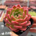 Echeveria Quantum Star Orange