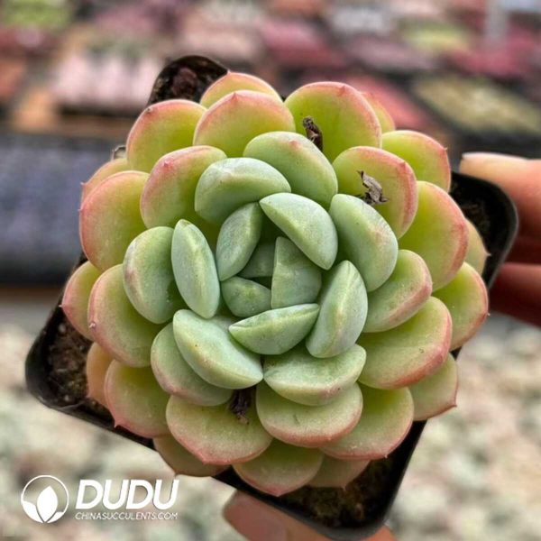 Echeveria Powder Puff - Image 1