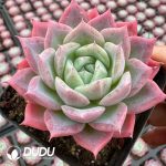 Echeveria Zhiruo