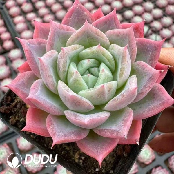 Echeveria Zhiruo - Image 1