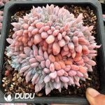 Echeveria Orange Cristata