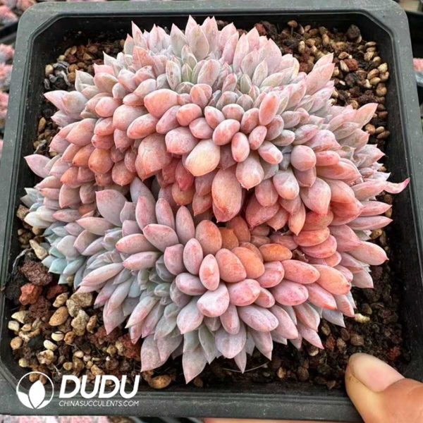 e201-887.jpg Echeveria Orange Cristata - Image 1