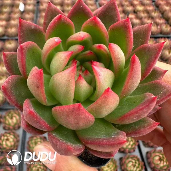 Echeveria Shakyamuni - Image 1