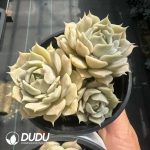 Echeveria Lola Clustering