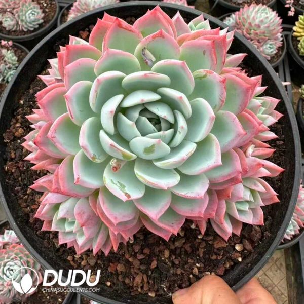 e201-890.jpg Echeveria Qianqian Clustering - Image 1