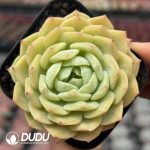 Echeveria Lan Guifang