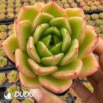 Echeveria Lemon Summer