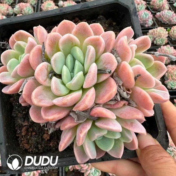 e201-893.jpg Echeveria Half Moon Bay 3+ Heads Clustering - Image 1