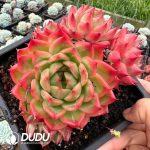 Echeveria Pineapple Orange