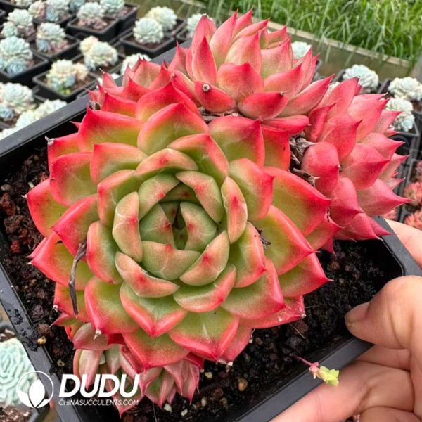 Echeveria Pineapple Orange - Image 1