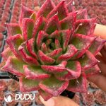 Echeveria Hongzuan
