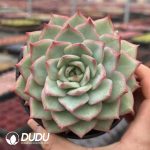 Echeveria Tingyu