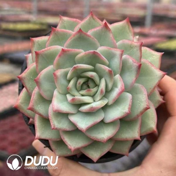 e201-897.jpg Echeveria Tingyu - Image 1