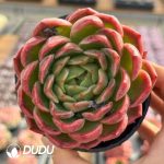 Echeveria Dai Yu