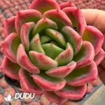Echeveria Dai Yu