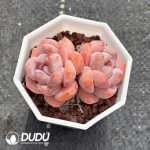 Echeveria Orange Monroe Double Head