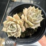 Echeveria Lola Double Head