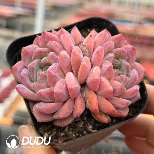 e201-901.jpg Echeveria Rainbow 2 Heads+ - Image 1