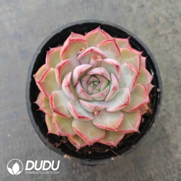 e201-902.jpg Echeveria Virgo - Image 1