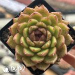 Echeveria Green Baby