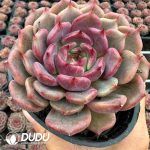 Echeveria Xuan Shadow