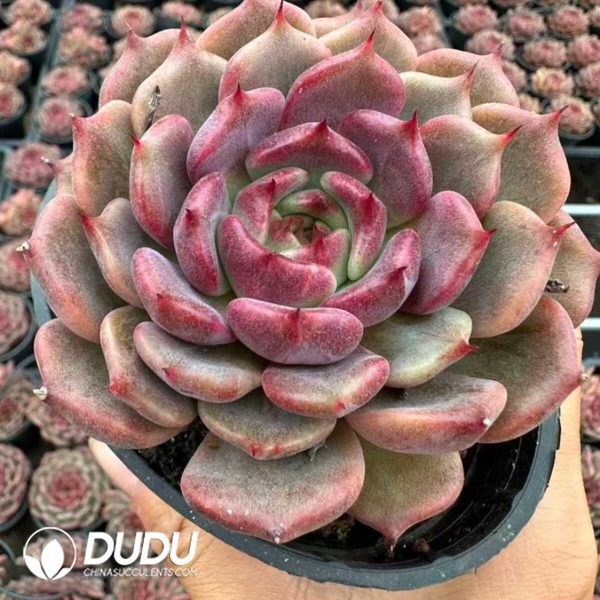 Echeveria Xuan Shadow - Image 1