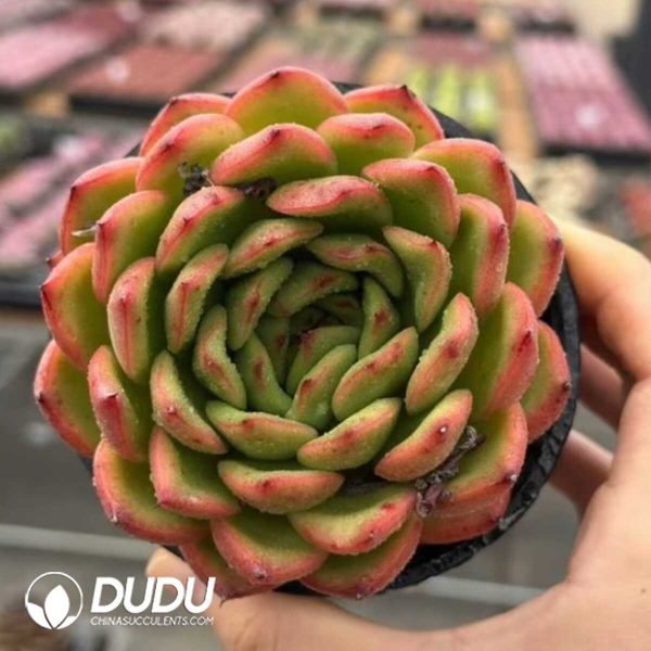 e201-905.jpg Echeveria Fire Rose - Image 1