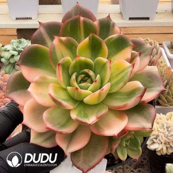 e201-906.jpg Echeveria Flamenco Variegated - Image 1