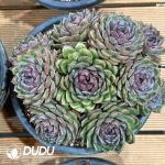 Echeveria Blueberry Big Clustering