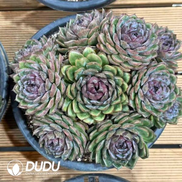 Echeveria Blueberry Big Clustering - Image 1