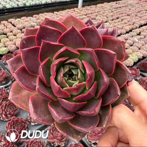 e201-908.jpg Echeveria Starfield Single-headed with Buds - Image 1