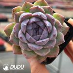 Echeveria Black Night