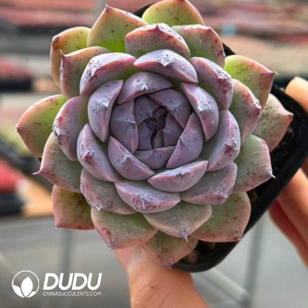 e201-909.jpg Echeveria Black Night - Image 1