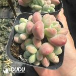 Graptosedum Miul Clustering