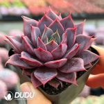 Echeveria Painted Frills