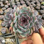 Echeveria Blueenchantress 3 heads+