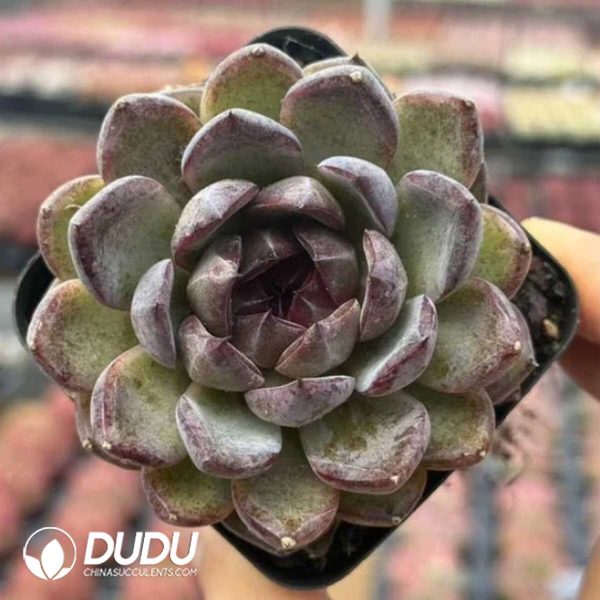 Echeveria Ziyi - Image 1