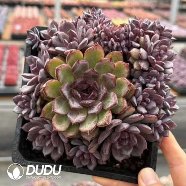 e201-913.jpg Echeveria Purple East Cristata - Image 1