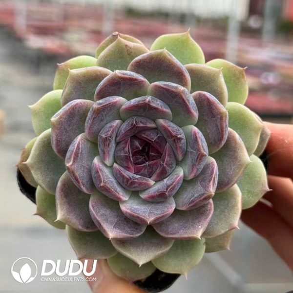 Echeveria Caocao - Image 1