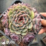 Echeveria Xuanyun Clustering