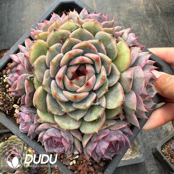 e201-915.jpg Echeveria Xuanyun Clustering - Image 1