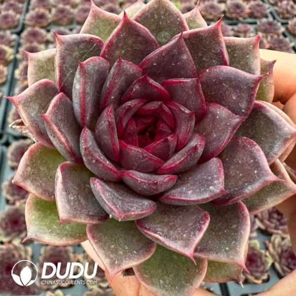 Echeveria Crown - Image 1