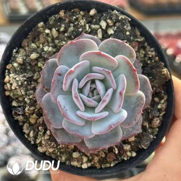 Echeveria Xian Zi - Image 1