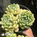 Echeveria Macadamia Clustering