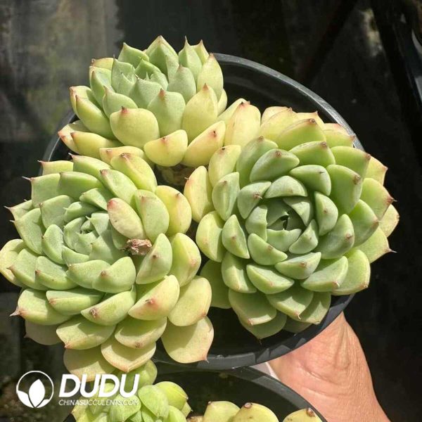 Echeveria Macadamia Clustering - Image 1