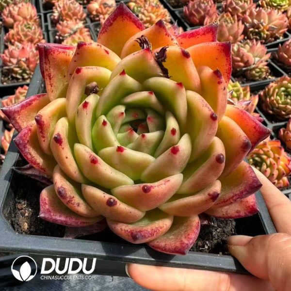 Echeveria Golden Snake Prince - Image 1