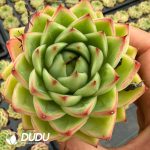 Echeveria Yo yo